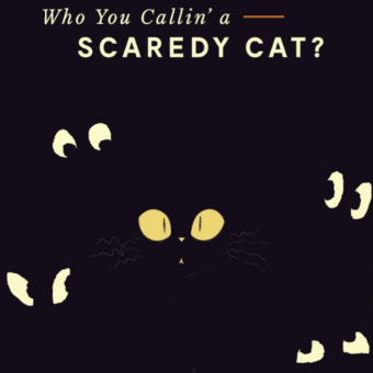 Scaredy Cat – One Of The Haloween Newsletter Examples Scaredy Cat - One Of The Haloween Newsletter Examples